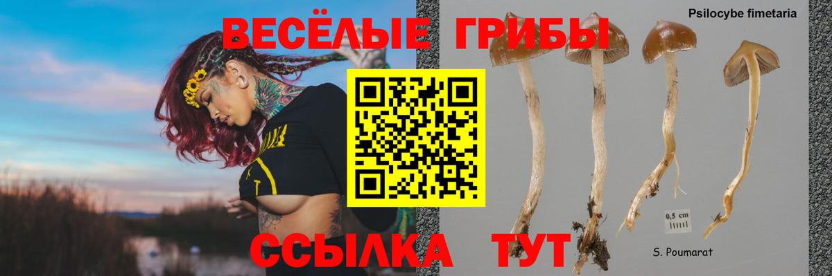 цена наркотик  Вход с VPN  Псилоцибиновые грибы Psilocybe  Самара  Псилоцибиновые грибы MAGIC MUSHROOMS 
